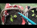 বেগুন গাছ জুড়িতে রুপন করলাম/ growing in hanging baskets /eggplant/brinjal plant Shoker bagan UK