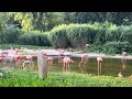 Beautiful pink Flamingos inside czechia#flamingo#flamingos##