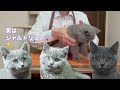 子猫選び【ブリティッシュショートヘア】