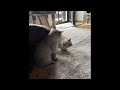 NEW Cats Videos 2024 😅 Funny Cat Videos − Funny Cats