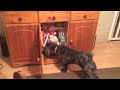 dog opens a cupboard