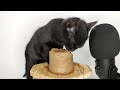 Cat Eating Tuna Wet Food ASMR Mukbang