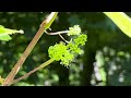 葡萄花开放了，好多小蜜蜂来釆蜜The grape blossoms are blooming. A lot of little bees collect honey