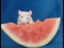 Watermelon Rat