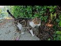 Beautiful tabby cat and black cat are not afraid of people but these cats are cautious around people