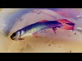 How to Successfully Breed Fancy Guppies in Small Ponds