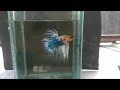 Betta Fish - Crowntail Marble