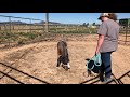 Miniature Horse Training Part 1