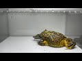 Pacman frog vs Crocodile (LIVE FEEDING WARNING)