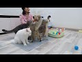 Funniest Animals 2023 😂 Best Funny Cats and Dogs Videos 😹🐶 Part 22