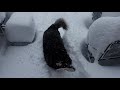 Pure Malamute Joy!! First Dive into DEEP Snow! | Part 1