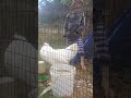 Rhode Island White pullet and cockerel chickens