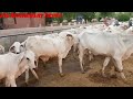 👍FULL VIDEO: 25 Kg milk- Tharparkar Cows' Farm @ CCBF  @SURATGARH, Rajasthan.👍👍.