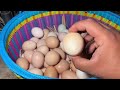 Farm Life | Harvesting duck eggs, chicken eggs goes to the market sell