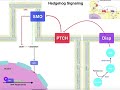 Biosignaling | TGF-β Signaling Pathway