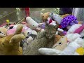 cat in claw machine