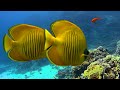 The Colors of the Ocean (4K ULTRA HD) - The Best 4K Sea Animals for Relaxation & Relaxing Sleep #3