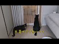 고양이가 방묘문 여는 법 #catdoor#세이펫안전문#내돈내산