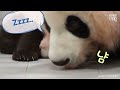 전할시 정주행하다 모아 놓은 푸야 아기판다 시절💓 #아기판다 #푸바오 #Fubao #복보 #귀여운 #panda #福宝 #熊猫 #プバオ #에버랜드 #판다 #해피엔딩푸