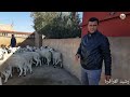 80 خروف للبيع منطقة كيسر + ثمن بشحال عند عبد الغني للتواصل 0622586812 ☎️