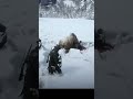 Bear Attacks NPC in Red Dead Redemption 2 #shorts #rdr2 #rdr