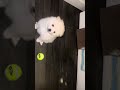 Pomeranian puppies playing