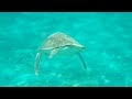 Turtle swimming, Playa Grandi Westpunt, Curaçao