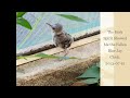 Answered Prayer - Fallen Blue Jay Chick Accepting Foods || GOD'S CREATIONS