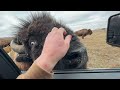 Feeding Bison and This Happened! Never Saw This Before!
