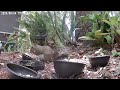 Two squirrels - A crow Threatens Breakfast