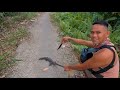 Epektibong trap para sa bayawak|MonitorLizard|Ka island