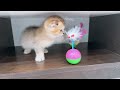 Trending Funny Animals 😍 Funniest Dogs and Cats 😹🐶 Part 30