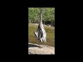 Great Blue Heron Spreads Feathers and Vibrates Throat at Duck Creek Park.  #herons #greatblueheron