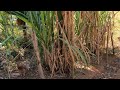 LÁ NO PÉ DA SERRA | JUQUIZA , ESTRADAS RURAIS DE MINAS , PASSEIO NA ROÇA ! DO MUNICÍPIO DE COLUNA MG