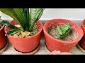 Snake plant benefit || जिबौ फुल || मानो गायो