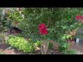 Late June Garden Tour,  Hardy Hibiscus, Hydrangeas, Oriental Lilies, etc