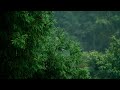 Rain in the Forest |  For Sleeping, Relaxing, Study and Meditation