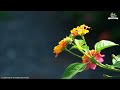 POSITIVE MORNING MUSIC - Wake Up Happy and Therapy Stress Relief -  Soft Morning Meditation Music