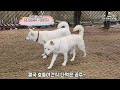 산책나가기전 너무신난 진돗개들~#진돗개#반려견#진도개#산책