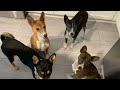 Basenji Pac