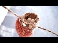 Timelapse of a Mother Hummingbird Building Her Nest