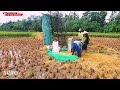 KEINDAHAN ALAM PESAWAHAN ⁉️ Melihat aktivitas petani sedang panen padinya