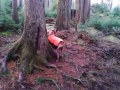 Ridgebacks in the woods.