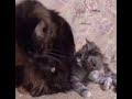 Mommy cat teaching her kitten how to bathe itself 😍🐱♥️