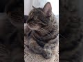 Милый Жорик 🥰🐈😲Cute Zhorik 🤭🐈🥰