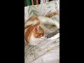 Kitty playing with a brush