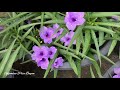 Care of Mexican petunia | Best summer flowering plant || बोराय मेक्सिकेन पिथुनियाखौ गोरलै बैसोआव मोन