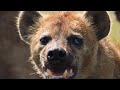 Ostriches Vs. Cheetahs!! ( Must Watch Documentary )