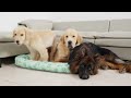 Golden Retriever and His Brother Occupy German Shepherd's Bed