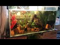 Electric and German Blue Ram Cichlids Colony Tank